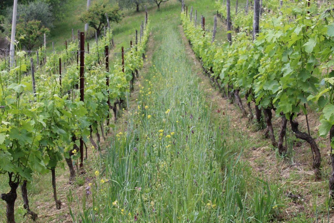 Agriturismo La Rovere Cossano Belbo Kültér fotó